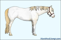 Horse Color:Smoky Grullo Roan Pearl Frame Appaloosa 