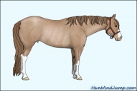 Horse Color:Black Pearl Rabicano 