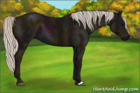 Horse Color:Midnight Silver Black 