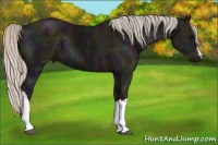 Horse Color:Midnight Silver Black 