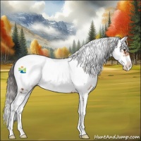 Horse Color:Bay Sabino Appaloosa
