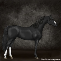 Horse Color:Gray Black 