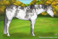 Horse Color:White Spotted Grullo Sabino Splash 