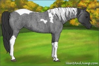 Horse Color:Blue Roan Tobiano 