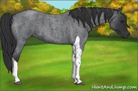 Horse Color:Blue Roan Tobiano