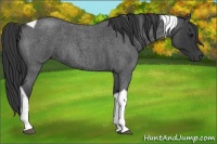 Horse Color:Blue Roan Tobiano 