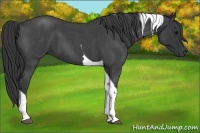 Horse Color:Blue Roan Tobiano 