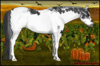 Horse Color:White Spotted Black Frame