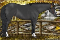 Horse Color:Black Sabino