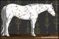 Horse Color:White Spotted Brown Appaloosa 