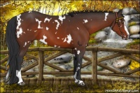 Horse Color:White Spotted Brown Sabino