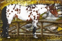 Horse Color:White Spotted Brown Appaloosa
