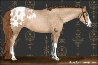 Horse Color:Buckskin Pearl Sabino Blanket 