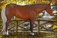 Horse Color:Silver Brown Sabino 