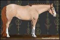Horse Color:Buckskin Pearl Sabino 