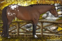 Horse Color:Buckskin Blanket 