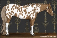 Horse Color:Chocolate Palomino Near Leopard 