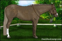 Horse Color:Chocolate Palomino 