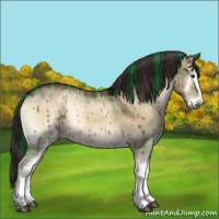 Horse Color:Plaid  White Spotted Liver Red Dun Onyx Rabicano 