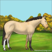 Horse Color:Buckskin Dun 