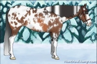 Horse Color:White Spotted Bay Splash Appaloosa Rabicano
