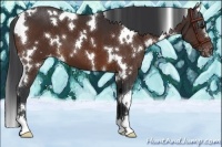 Horse Color:White Spotted Bay Appaloosa