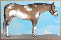 Horse Color:White Spotted Brown Dun Frame Appaloosa 