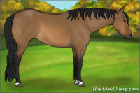 Horse Color:Gray Bay Dun 