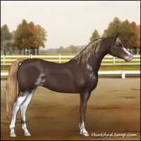 Horse Color:Liver Chestnut Sabino 