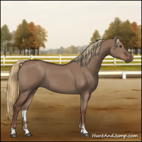 Horse Color:Liver Red Dun Sabino