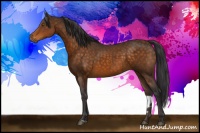 Horse Color:Buckskin Sabino 