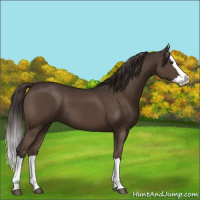 Horse Color:Liver Chestnut Splash 
