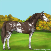 Horse Color:Liver Chestnut Sabino