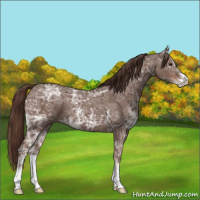 Horse Color:Liver Red Ice Roan Sabino 