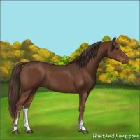 Horse Color:Liver Chestnut Sabino