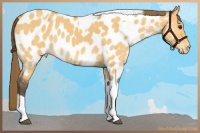 Horse Color:Buckskin Dun Tobiano Appaloosa