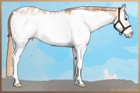 Horse Color:White Spotted Red Dun Splash Frame Appaloosa Rabicano