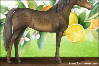 Horse Color:Chocolate Palomino 