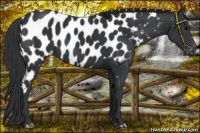 Horse Color:Black Near Leopard 