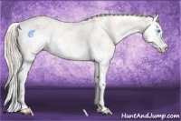 Horse Color:Cremello Sabino  and Perlino Sabino 
