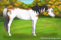 Horse Color:Bay Sabino Splash Frame 