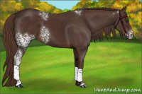 Horse Color:White Spotted Liver Chestnut 