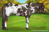 Horse Color:White Spotted Liver Chestnut