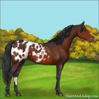 Horse Color:Brown Appaloosa