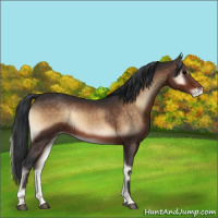 Horse Color:Brown Onyx Appaloosa 