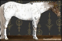 Horse Color:White Spotted Chocolate Palomino Blanket 