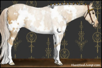 Horse Color:White Spotted Palomino 