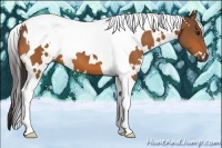 Horse Color:White Spotted Buckskin Tobiano