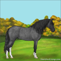 Horse Color:Blue Roan 