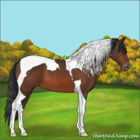 Horse Color:Bay Tobiano Appaloosa 